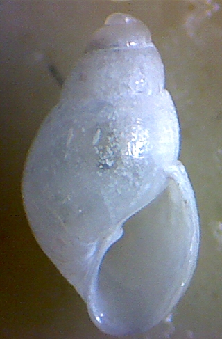 Odostomia nardoi??